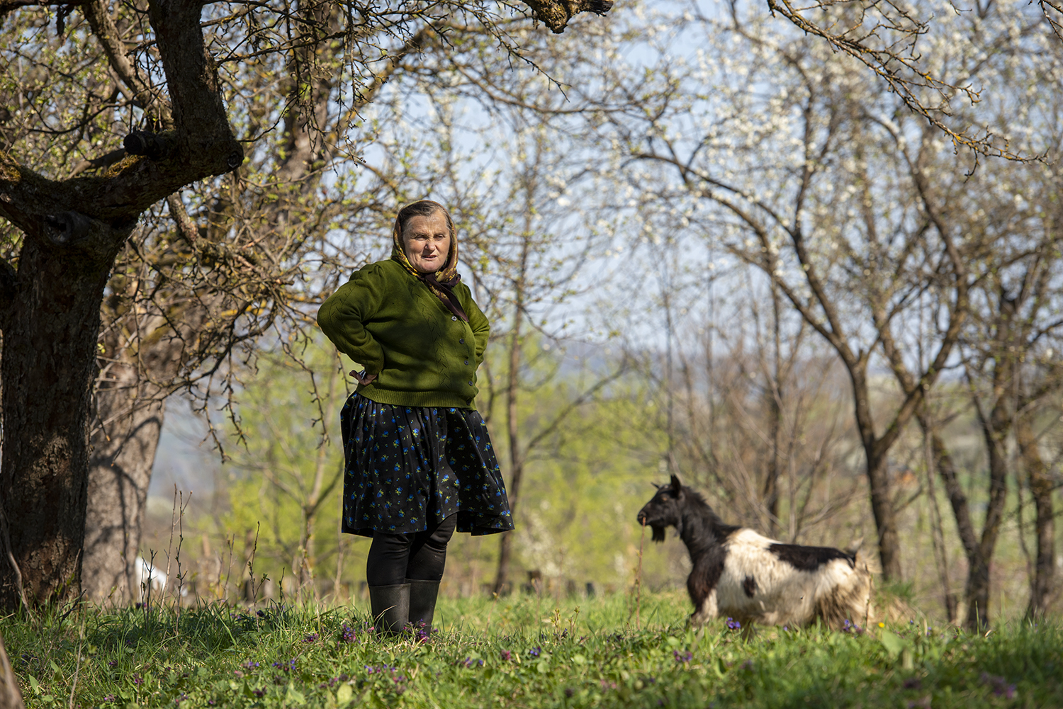 Local woman in the fields around Breb Maramures Romania